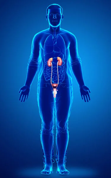 Reso Illustrazione Clinicamente Accurata Dei Reni — Foto Stock