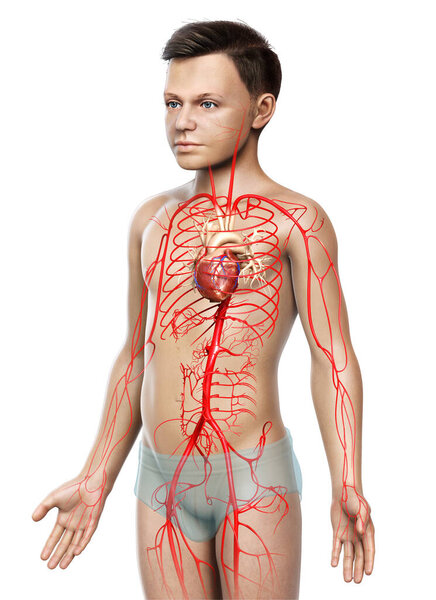 3d оказана медицинская точная иллюстрация молодых артерий мальчика
