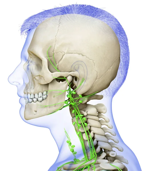 Görs Medicinskt Korrekt Illustration Ett Manligt Ansikte Lymfsystemet Och Skelett — Stockfoto