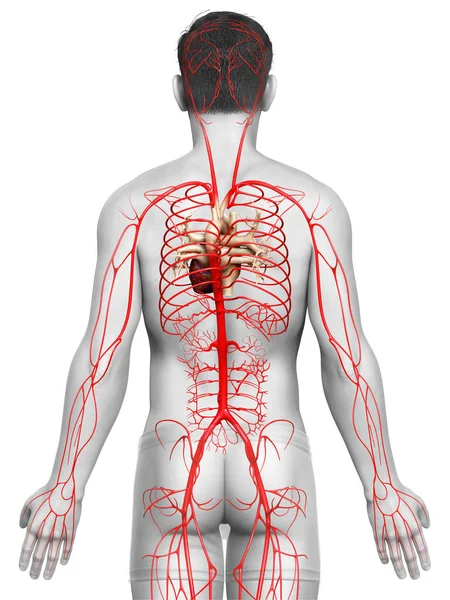 Тривимірна Медично Точна Ілюстрація Чоловічих Артерій — стокове фото