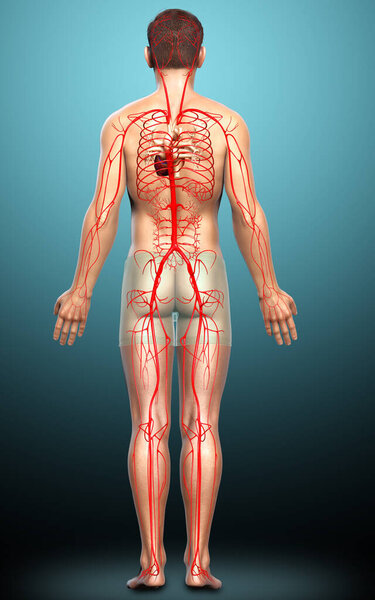 3d оказана медицинская точная иллюстрация мужских артерий
