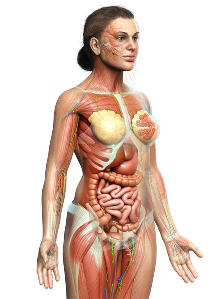 Görs Medicinskt Korrekt Den Kvinnliga Anatomin — Stockfoto