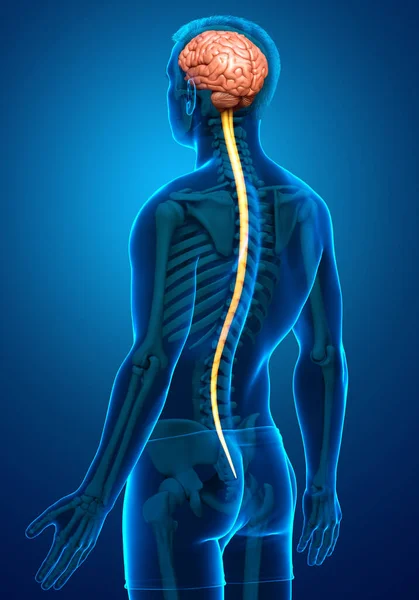 Renderizado Ilustración Médicamente Precisa Sistema Nervioso Masculino — Foto de Stock