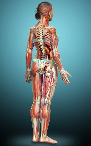 3d rendered medically accurate of the female anatomy