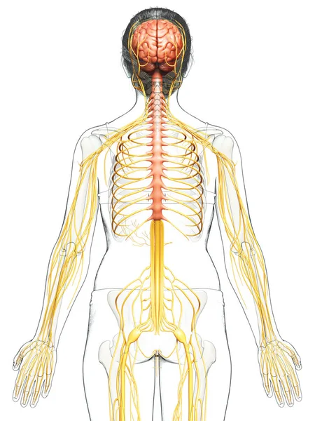 Renderowane Medycznie Dokładna Ilustracja Żeńskiego Układu Nerwowego — Zdjęcie stockowe
