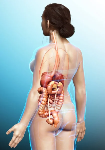 Renderizado Ilustración Médicamente Precisa Del Sistema Digestivo Femenino — Foto de Stock