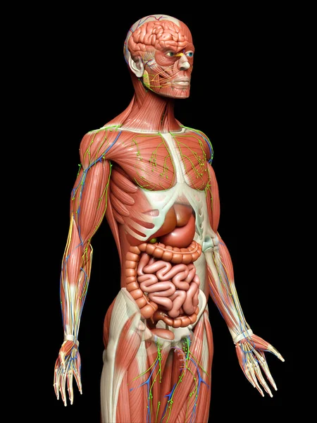 3d rendered medically accurate of the male anatomy