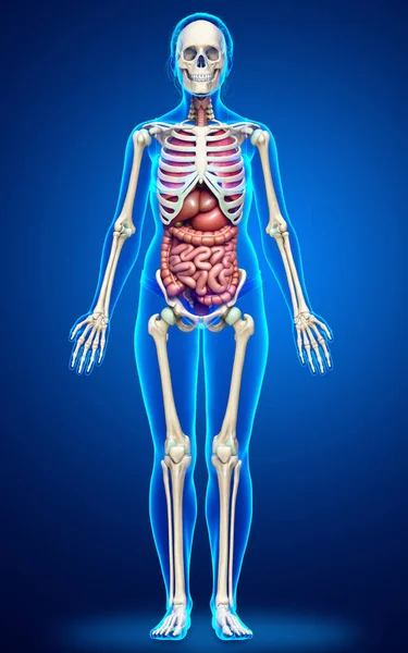 3D对女性内脏器官和骨骼系统进行了精确的医学描述 — 图库照片