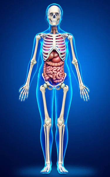 Rendered Medically Accurate Illustration Female Internal Organs Skeleton Syste — Stock Photo, Image