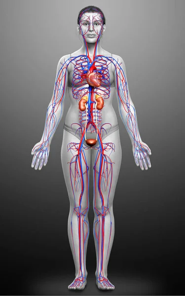 Renderizado Ilustração Medicamente Precisa Dos Rins Femininos Sistema Circulatório — Fotografia de Stock