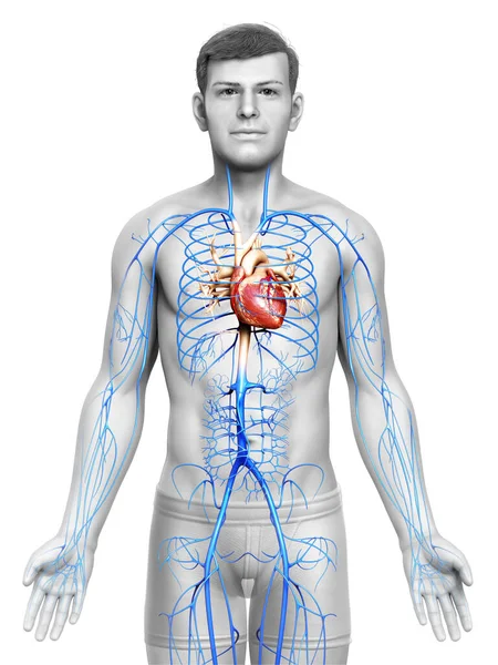 Gjorde Medicinskt Korrekt Illustration Manlig Vener Anatomi — Stockfoto