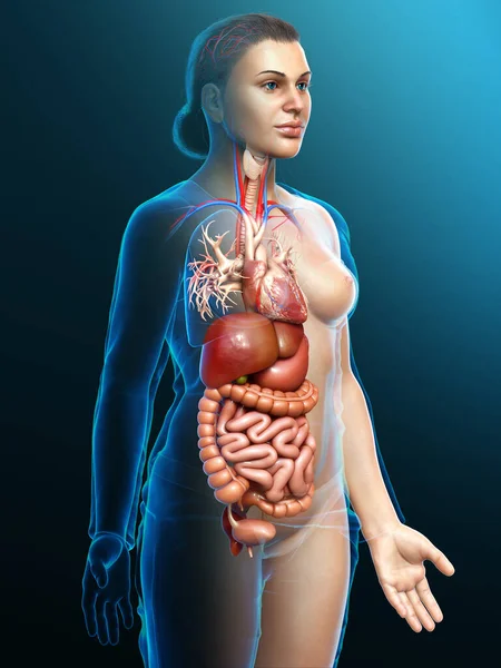 Renderizado Ilustración Médicamente Precisa Del Sistema Digestivo Femenino Corazón — Foto de Stock