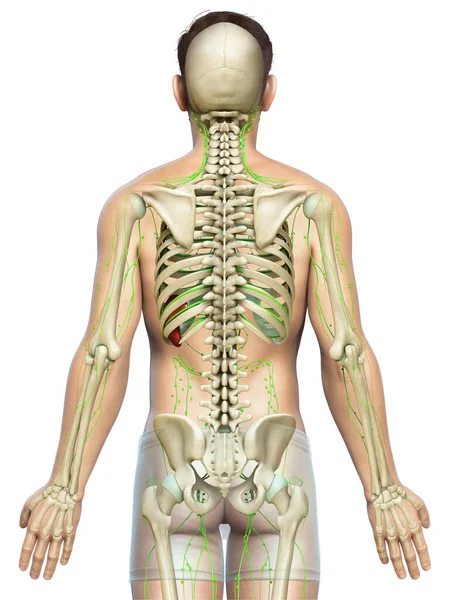 Görs Medicinskt Korrekt Illustration Ett Manligt Lymfsystem — Stockfoto