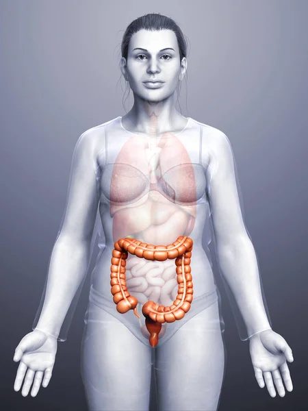 Rendu Illustration Médicalement Précise Anatomie Gros Intestin Féminin — Photo