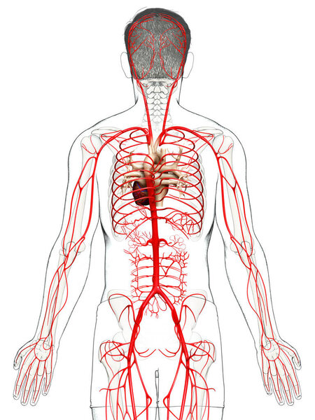 3d оказана медицинская точная иллюстрация мужских артерий

