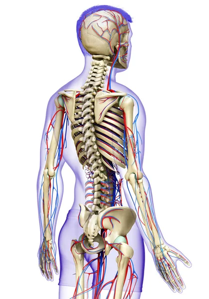 3D对男性循环系统和骨骼系统进行了医学上准确的描述 — 图库照片