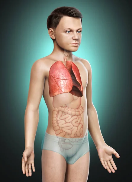 Gerenderte Medizinisch Korrekte Darstellung Der Lungenanatomie Eines Kleinen Jungen — Stockfoto