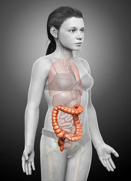 Rendered Medically Accurate Illustration Girl Large Intestine Anatomy — Stock Photo, Image