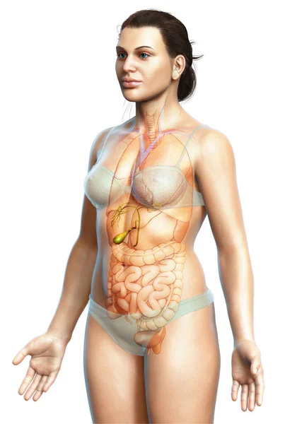 Gerenderte Medizinisch Genaue Darstellung Der Weiblichen Organe Gallenblase Anatomie — Stockfoto