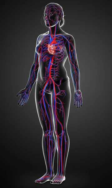 3D对女性心脏进行了准确的医学描述 — 图库照片