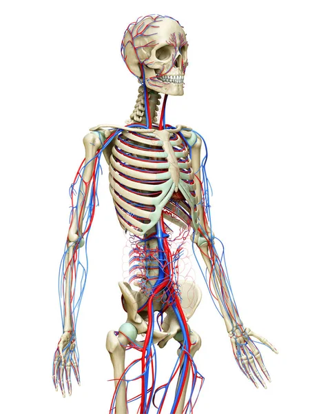 Gerenderte Medizinisch Genaue Darstellung Des Kreislauf Und Skelettsystems — Stockfoto
