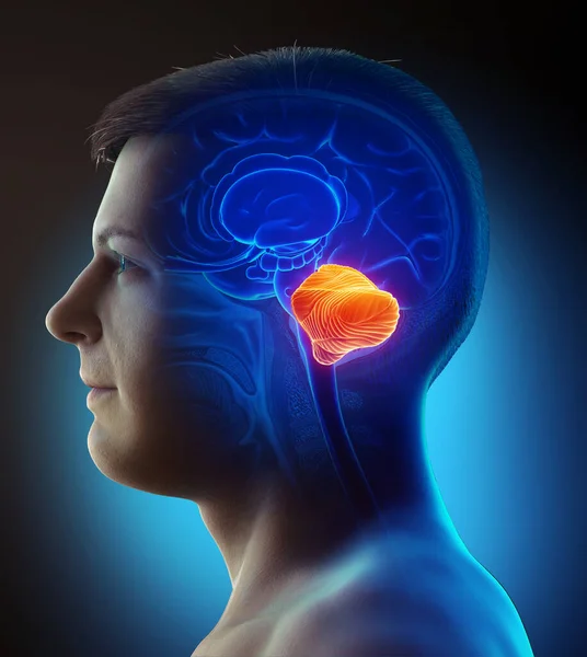 Візуалізована Медично Точна Ілюстрація Чоловічого Мозочка — стокове фото
