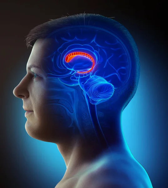 Reso Illustrazione Clinicamente Accurata Cervello Maschile Anatomia Nucleo Caudato — Foto Stock