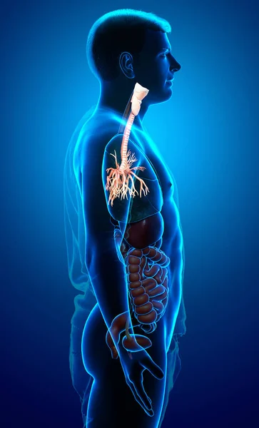 Illustrazione Della Laringe Trachea Bronchi Parte Del Sistema Respiratorio — Foto Stock