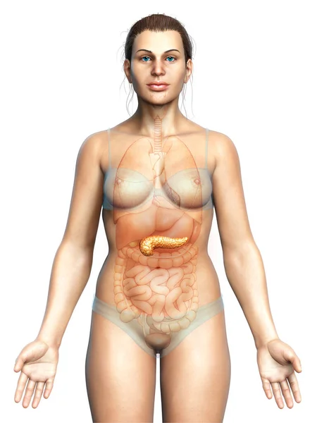 Renderizado Ilustração Medicamente Precisa Pâncreas Fêmea — Fotografia de Stock