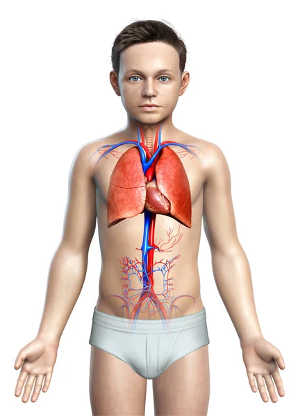 Renderizado Ilustração Medicamente Precisa Menino Anatomia Pulmonar — Fotografia de Stock