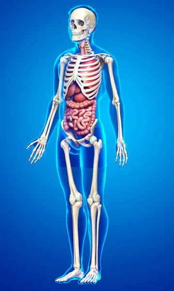 Provedená Lékařsky Přesná Ilustrace Mužských Vnitřních Orgánů Kosterního Systému — Stock fotografie