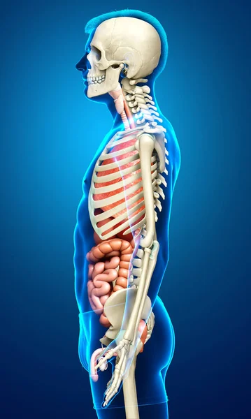 Rendered Medically Accurate Illustration Male Internal Organs Skeleton System — Stock Photo, Image