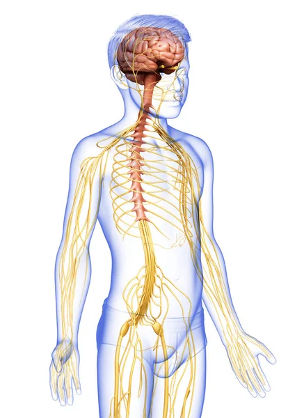 3Dは若い男の子神経系の医学的に正確なイラストをレンダリングしました — ストック写真