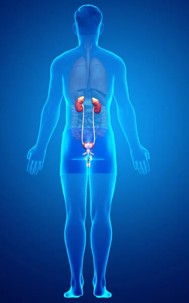 Reso Illustrazione Clinicamente Accurata Dei Reni — Foto Stock