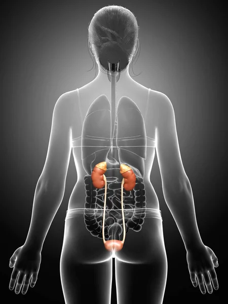 Gerenderte Medizinisch Korrekte Darstellung Der Weiblichen Nieren — Stockfoto