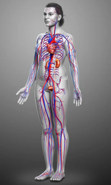 Gerenderte Medizinisch Korrekte Darstellung Der Weiblichen Nieren Und Des Kreislaufsystems — Stockfoto