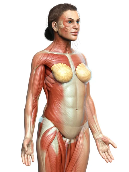 Renderizado Ilustración Médicamente Precisa Sistema Muscular Femenino — Foto de Stock