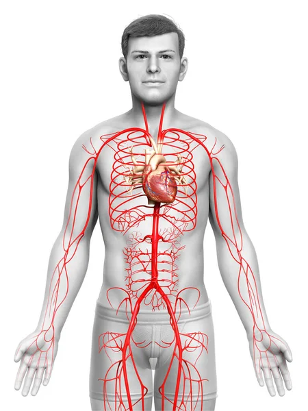 Renderizado Ilustración Médicamente Precisa Las Arterias Masculinas — Foto de Stock