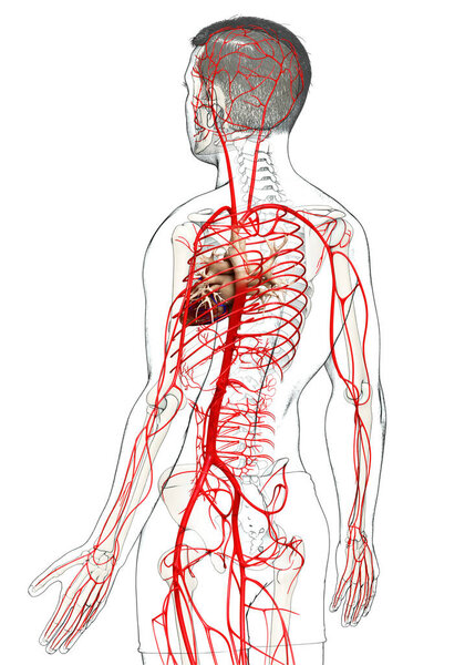 3d оказана медицинская точная иллюстрация мужских артерий
