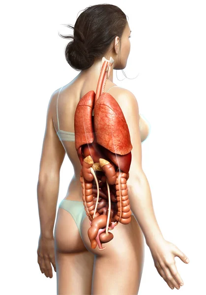 Rendered Medically Accurate Illustration Female Internal Organs — Stock Photo, Image