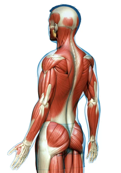 Rendered Medically Accurate Illustration Male Muscle System — Stock Photo, Image