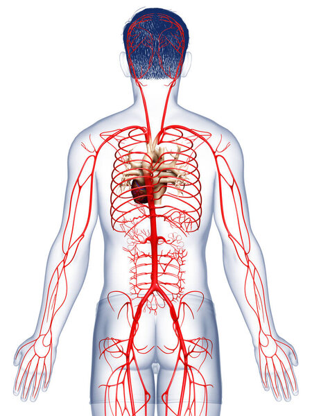 3d оказана медицинская точная иллюстрация мужских артерий
