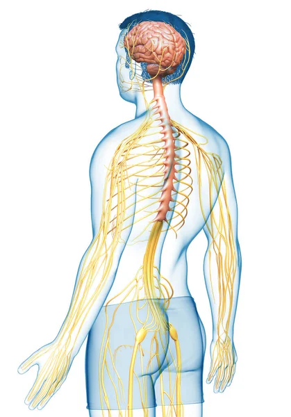 Gjorde Medicinskt Korrekt Illustration Ett Manligt Nervsystem — Stockfoto