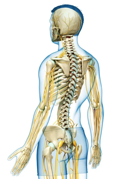 Оказана Медицинская Точная Иллюстрация Нервной Системы Скелетной Системы — стоковое фото