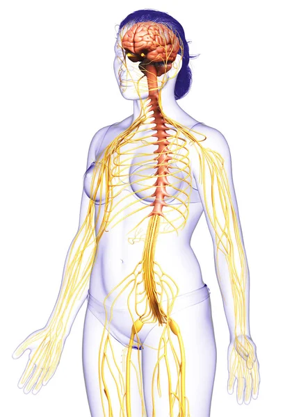 Rendered Medically Accurate Illustration Female Nervous System — Stock Photo, Image