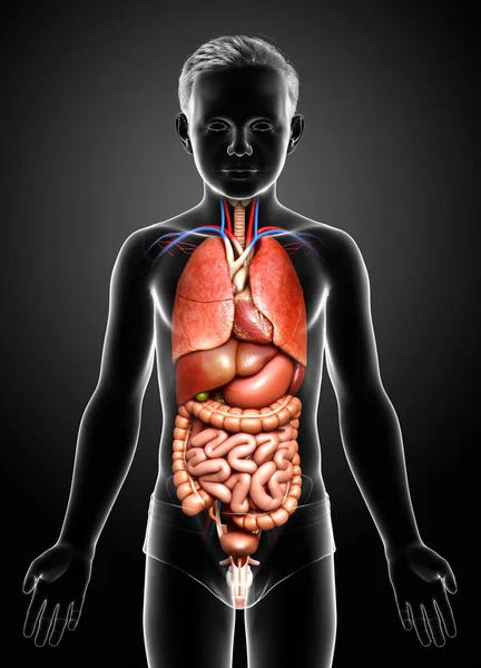 Gerenderte Medizinisch Korrekte Darstellung Der Inneren Organe Eines Jungen — Stockfoto