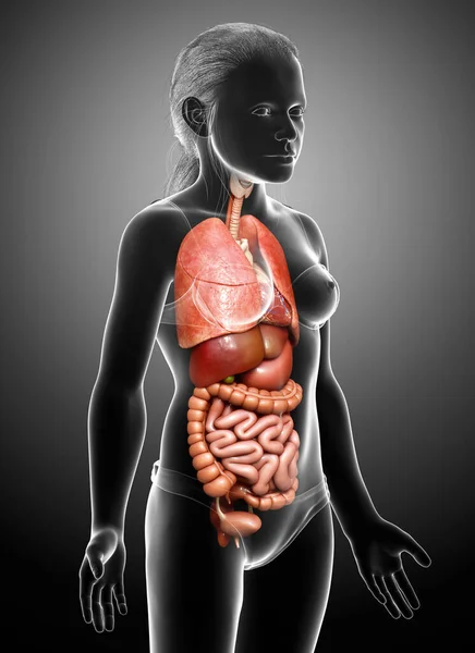 3D对女童内脏器官进行了准确的医学描述 — 图库照片