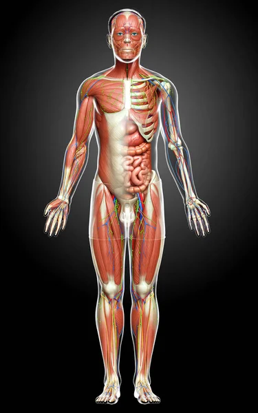 Lékařsky Přesné Mužské Anatomie — Stock fotografie