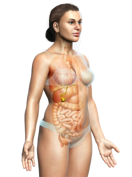 Rendered Medically Accurate Illustration Female Organs Gallbladder Anatomy — Stock Photo, Image