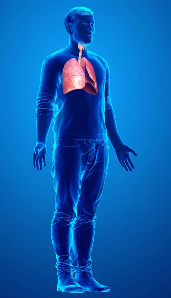 Renderizado Ilustración Médicamente Precisa Una Anatomía Pulmonar Masculina —  Fotos de Stock